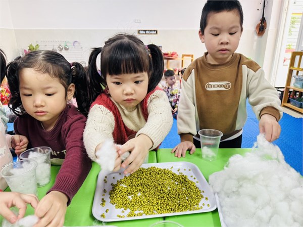 Hình ảnh các bé lớp C1 tham gia trải nghiệm làm giá đỗ.