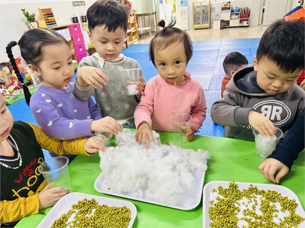 Hình ảnh các bé lớp C1 tham gia trải nghiệm làm giá đỗ.