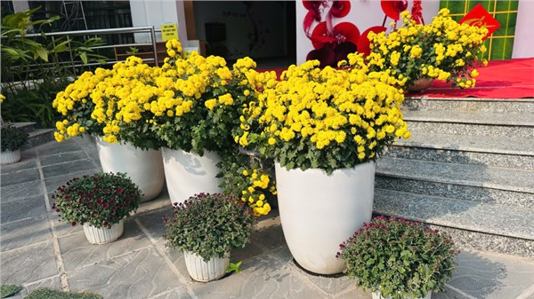  Ảnh đẹp tháng 2 🌸 HOA LỘC MẦM NON NGUYỆT QUẾ CHÀO ĐÓN XUÂN SANG🌸