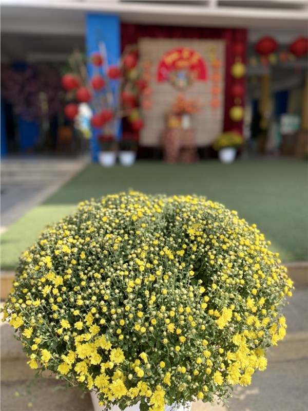 Ảnh đẹp tháng 1: Rực rỡ sắc xuân - Đón chào năm mới Ất Tỵ 2025 tại Trường MN Việt Hưng!