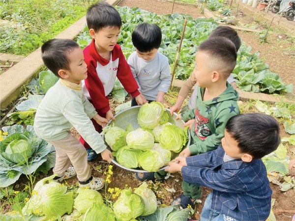 các bé lớp MGN B2 thu hoạch rau xanh